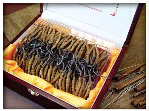 五华冬虫夏草回收